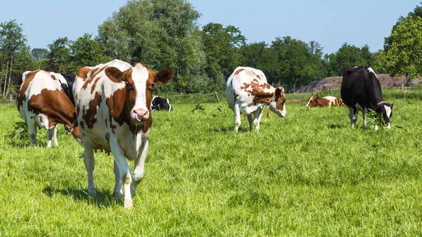 Любопытные коричневые коровы в поле — стоковое фото