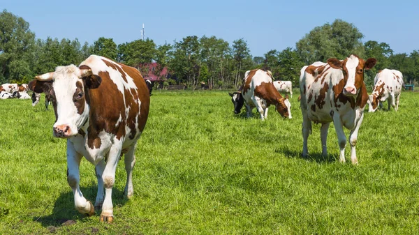 Zvědavý hnědé krávy v poli — Stock fotografie