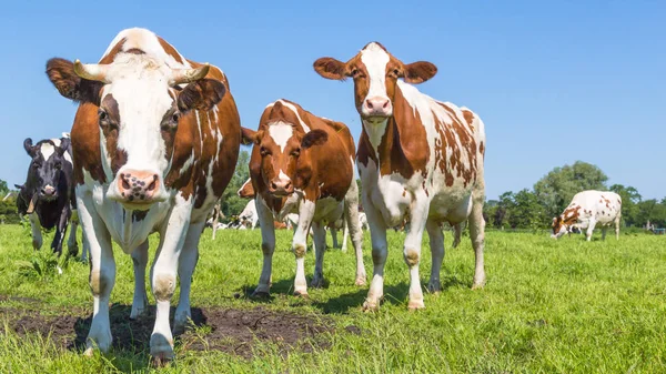 Curiosas vacas marrones en el campo —  Fotos de Stock