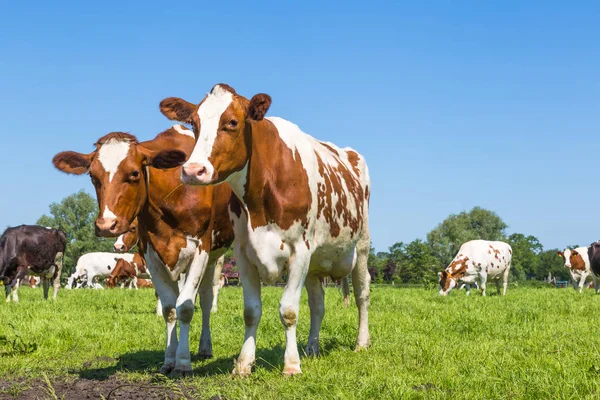 Curious  brown cows in the field — Stock Photo, Image