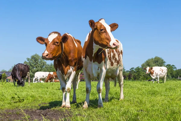 Vacas marrons curiosas no campo — Fotografia de Stock