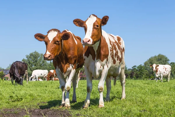 Uteliaat ruskeat lehmät pellolla — kuvapankkivalokuva