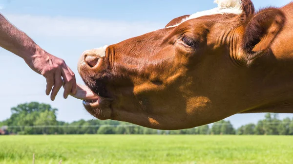 Me gusta la vaca marrón en el campo —  Fotos de Stock