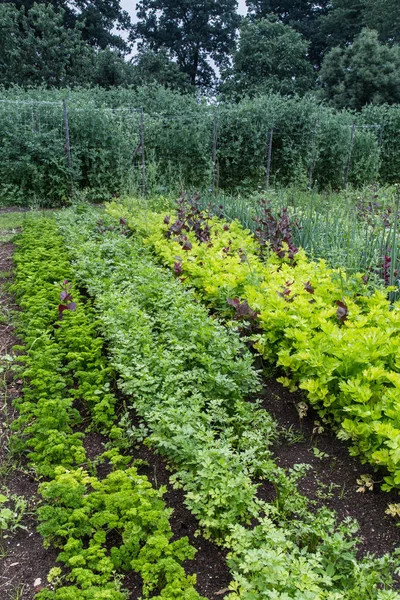 Otlar büyüyen kentsel sebze bahçesi