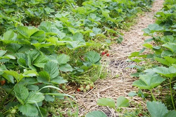 Strawberry di taman — Stok Foto