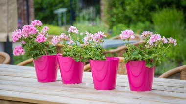 Renkli pembe genarium bitkiler