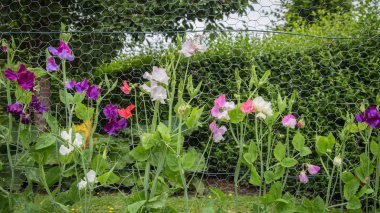Bahçedeki renkli lathyrus
