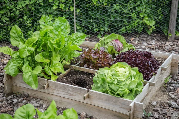 Vegetabiliska trädgård trälådor — Stockfoto