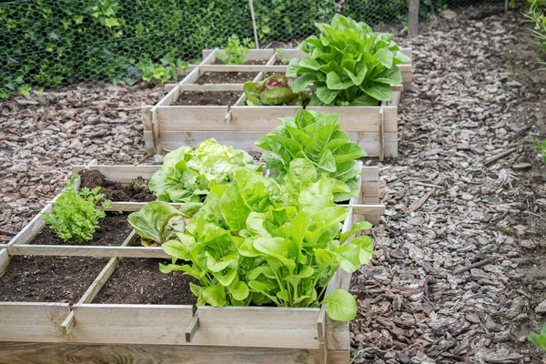 Cutii de grădină de legume din lemn — Fotografie, imagine de stoc