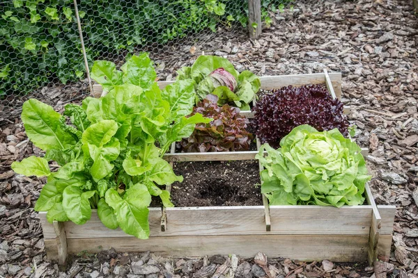 Wooden vegetable garden boxes — Stock Photo, Image