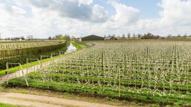 Hollandalı meyve bahçelerinde Holland