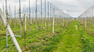 Modern Hollanda meyve bahçelerinde Holland