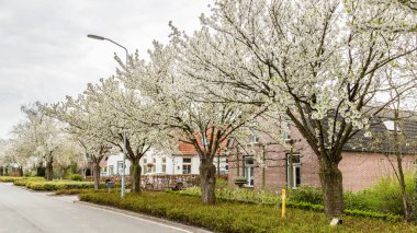 Bahar sırasında sokaklar boyunca çiçek açan ağaçlar