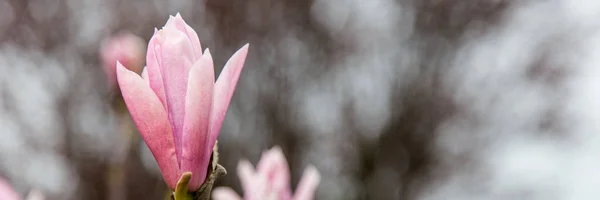 Banner con flores de árbol de tulipán — Foto de Stock