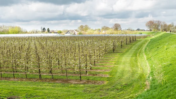 Dutch fruit orchards Holland — Stock Photo, Image