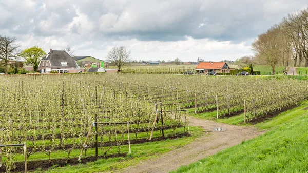 Hollandalı meyve bahçelerinde Holland