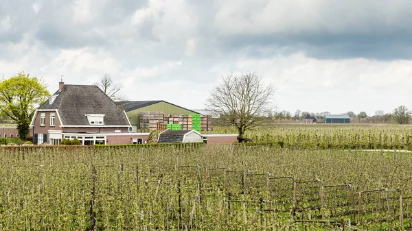 Nederlandse boomgaarden Holland — Stockfoto