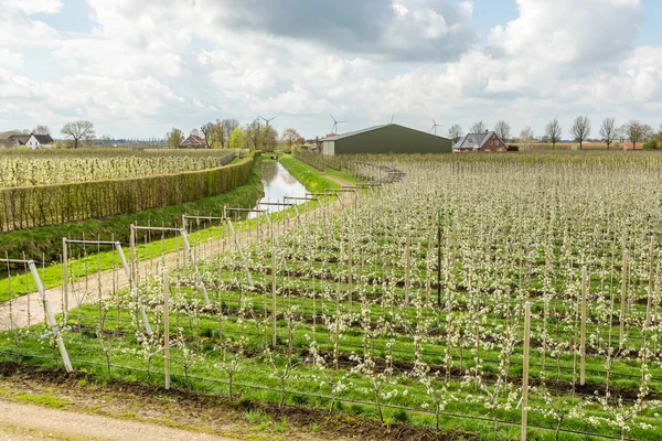 Hollandalı meyve bahçelerinde Holland