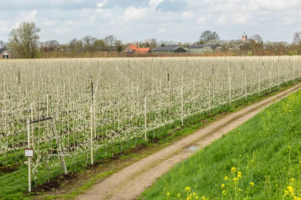 Hollandalı meyve bahçelerinde Holland