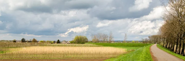 Dutch fruit orchards Holland — Stock Photo, Image