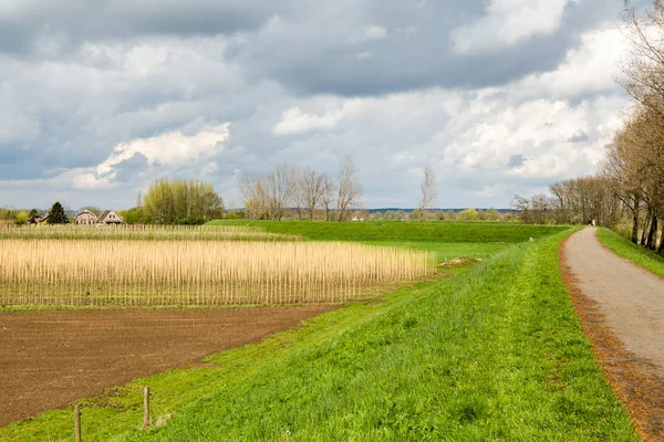Hollandalı meyve bahçelerinde Holland