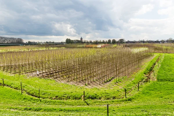 Dutch fruit orchards Holland — Stock Photo, Image