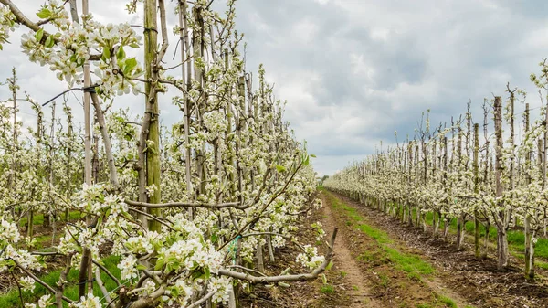 Modern Hollanda meyve bahçelerinde Holland