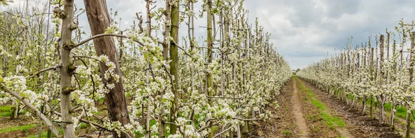 Modern Hollanda meyve bahçelerinde Holland