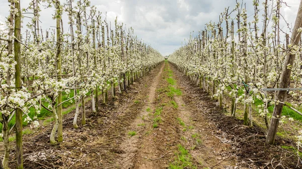 Moderne holländische Obstplantagen Holland — Stockfoto