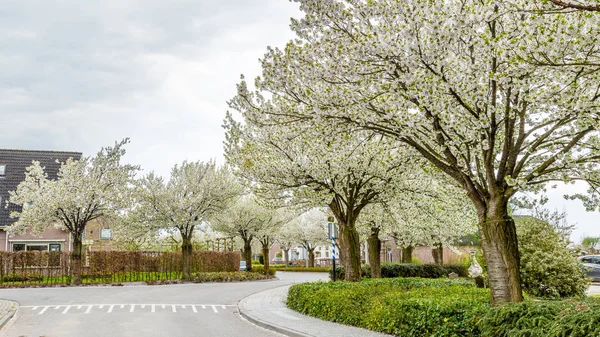 Blooming  trees along the streets during spring — Stock Photo, Image