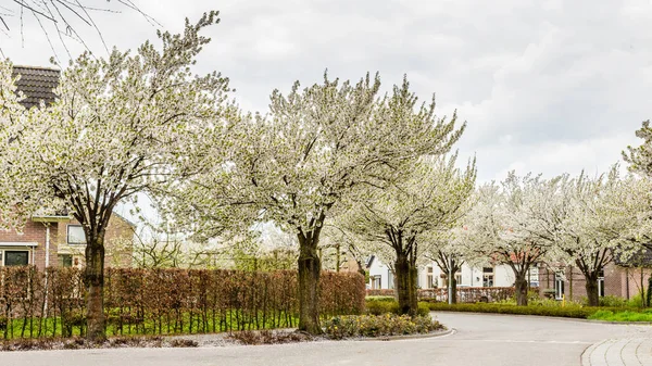 Végig az utcán, tavasszal virágzó fák — Stock Fotó