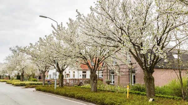 Blommande träd längs gatorna under våren — Stockfoto