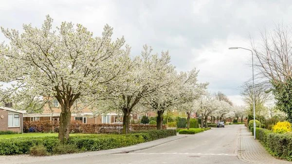 Végig az utcán, tavasszal virágzó fák — Stock Fotó