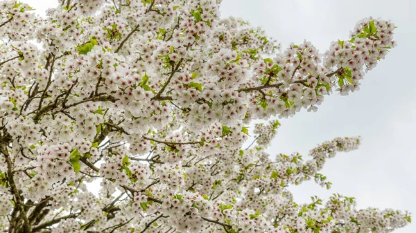 Çiçek açan, yakın çekim kiraz ağaçları — Stok fotoğraf