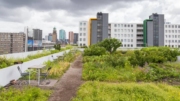 Dachgarten in Rotterdam, Niederlande — Stockfoto