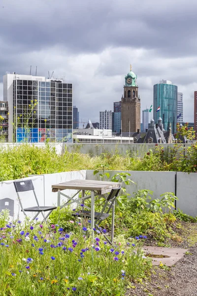 Dachgarten in Rotterdam, Niederlande — Stockfoto