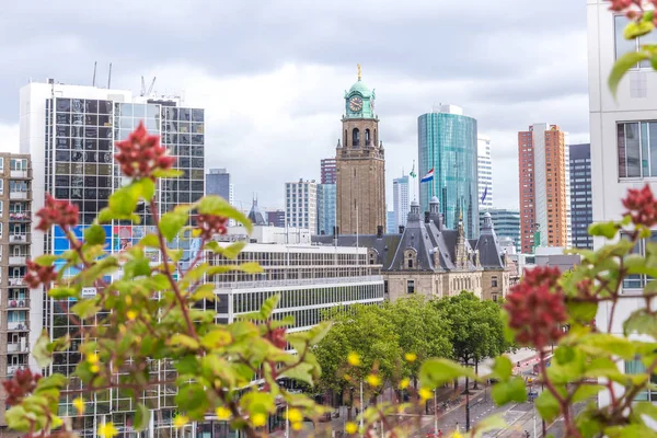 Dachgarten in Rotterdam, Niederlande — Stockfoto