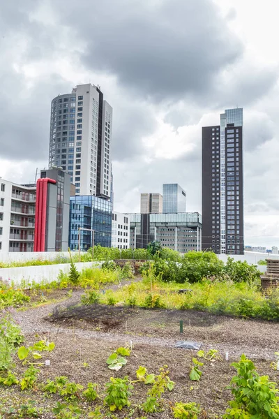 Jardin sur le toit à Rotterdam, Pays-Bas — Photo