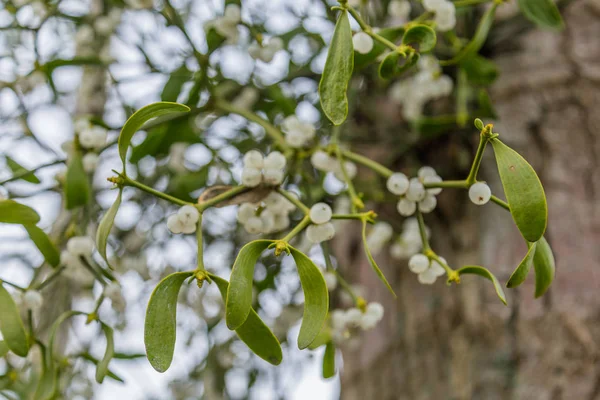 Misteln auf einem Baum — Stockfoto