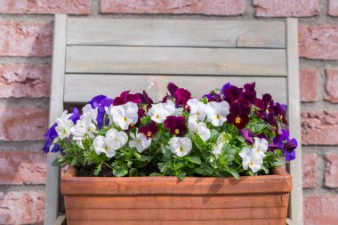 Multii viola sepetteki renkli