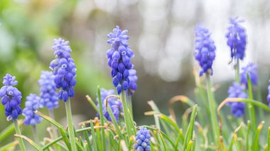 Mavi üzüm sümbül 