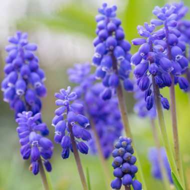 Mavi üzüm sümbül 