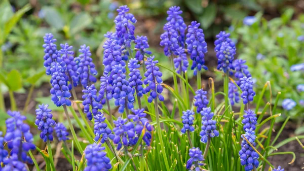 Mavi üzüm sümbül 