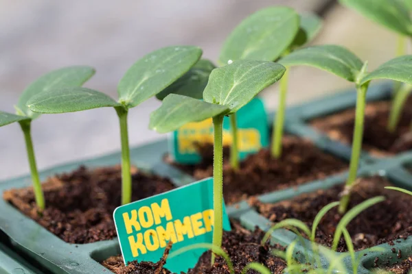 Tanaman mentimun Komkommer dalam baki berkembang biak — Stok Foto