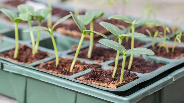 Plantas de pepino Komkommer em uma bandeja de reprodução — Fotografia de Stock