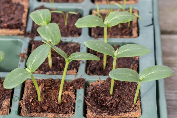 Komkommer uborka növények egy tenyésztési tálca — Stock Fotó