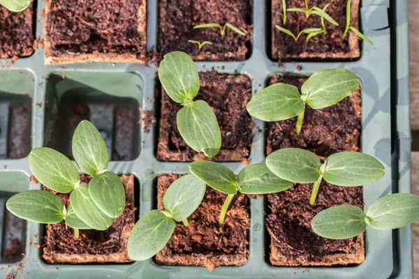 Plantele de castraveți Komkommer într-o tavă de reproducere — Fotografie, imagine de stoc