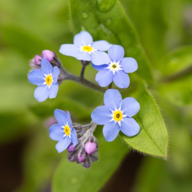 Unutma beni çiçekleri.