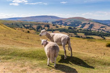 Koyun ve kuzu Brecon Beacons Milli Parkı'nda Wales, İngiltere
