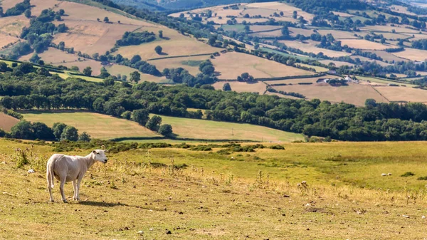 Ovce v národním parku Brecon Beacons v Wales, Velká Británie — Stock fotografie